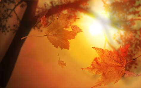 Download Beautiful Autumn Leaves By Jjones18 Wallpapers Autumn