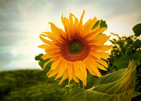 Poze Natură Plantă Cer Soare Camp Lumina Soarelui Floare