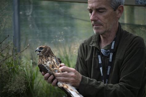 Return Of The Hen Harrier New Chicks Take Off As Pioneering Trial Reaches Key Milestone