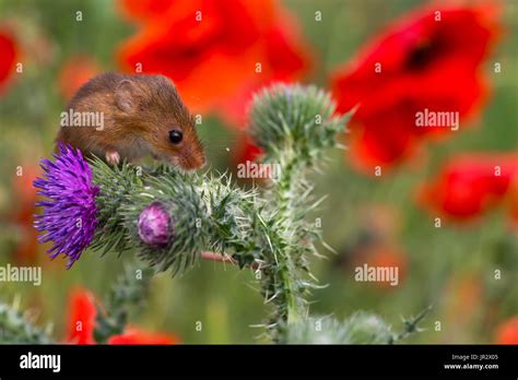 Harvest Mouse Among Wild Flowers In Summer Gb Stock Photo Alamy
