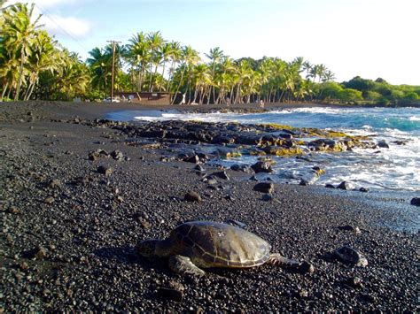 Punaluʻu Black Sand Beach Big Island Turtles Swimming And Snorkeling