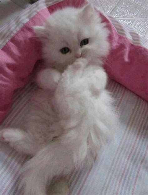 The 25 Best White Fluffy Kittens Ideas On Pinterest