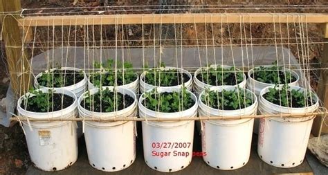 Vegetable Gardening In 5 Gallon Buckets Container Gardening Growing