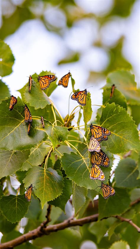 Download Wallpaper 1350x2400 Monarch Butterflies Leaves Branches