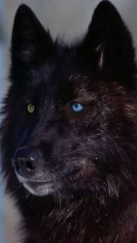 View, comment, download and edit wolf with green eyes minecraft skins. Black Wolf w/unique colored eyes. Beautiful! | Black wolf ...