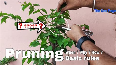 Pruning Plants Best Time To Do Pruning Why Pruning Is Important For