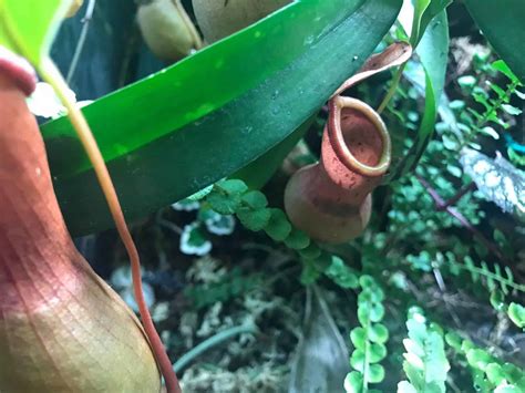 Nepenthes Pitcher Plant 1 Care Guide