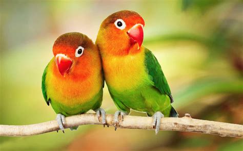 Beautiful Tropical Birds Colorful Parrots Love Birds Parrots On Branch ...