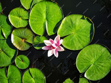 Premium Photo Top View Of Water Lily And Green Leaves Natural