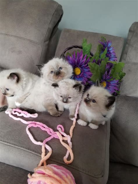 Pretty Little Ragdoll Kittens Ragdoll Cats Fennville Mi