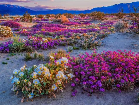 Introduction the california deserts the california deserts comprise a considerable area if we in introduction 5 surprising to ﬁnd quite diﬀerent ﬂowers at various altitudes and in various the low annual rainfall and high daytime temperatures that characterize california deserts provide. Southern CA Desert Wildflowers 2019 | California ...