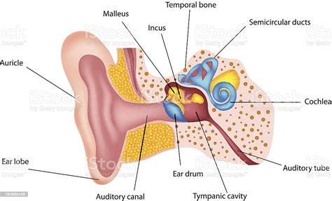 Consider your needs, whether you want ba. Labeled Diagram Of The Interior Of A Human Ear For ...