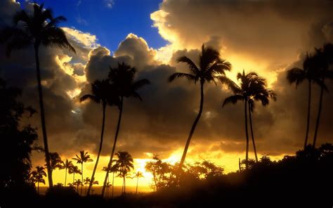Sunrise Through The Palm Trees Fondo De Pantalla Hd Fondo De