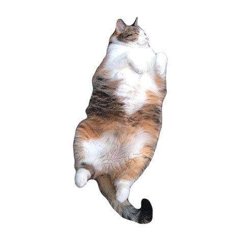 Dance Cat Sticker By Roundhouse For Ios And Android Giphy