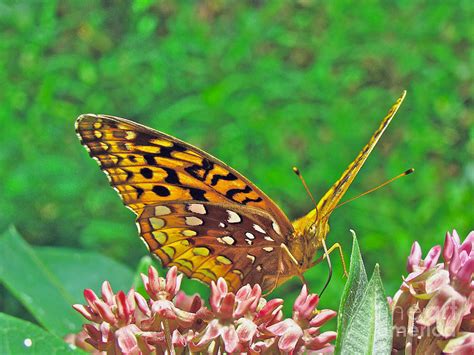 Great Spangled Fritillary Butterfly Speyeria Cybele Photograph By