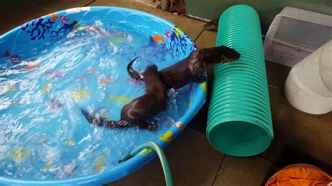 Otters In Swimming Pool Youtube