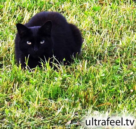Whether in your yard or in your home, you'll want to keep certain plants because the cat's parent took her in right away, she survived her dangerous encounter with the lily plant—and the parent learned a valuable lesson. Cat Attack | Ultrafeel TV