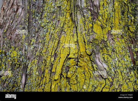 Natural Texture Moss On Tree Bark Stock Photo Alamy
