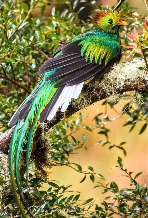Quetzal Beautiful Birds Tropical Birds Pretty Birds