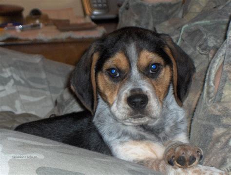 Teddy The Blue Beagle Blue Beagle Cute Puppies Beagle