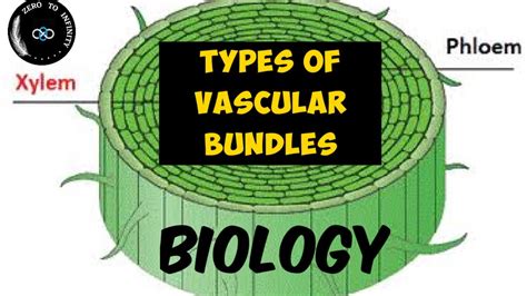 Types Of Vascular Bundles Plant Anatomy Youtube