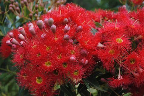 Sign up for 10% off. A grafted dwarf eucalypt grows to around 4-5m instead of ...