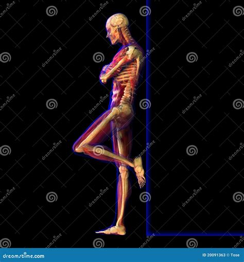 X Ray Illustration Of Anatomy Skeleton Stock Illustration