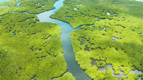 Aerial View Of Mangrove Forest And Featuring Mangroves Mangrove Forest