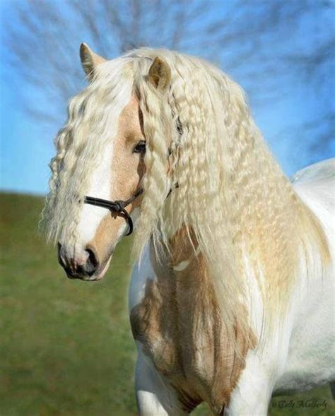 Fancy Do Horse Photos Horse Pictures Most Beautiful Animals