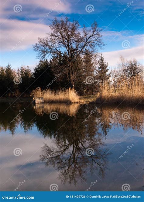 Reflection Of Trees In Water Stock Photo Image Of Gate Duck 181409726