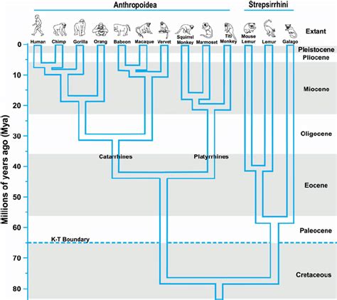 Phylogeny Of The Major Primate Groups The Divergence Times Were