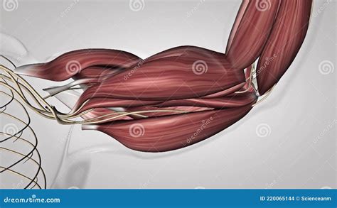 Arm Muscles And Tendons Diagram