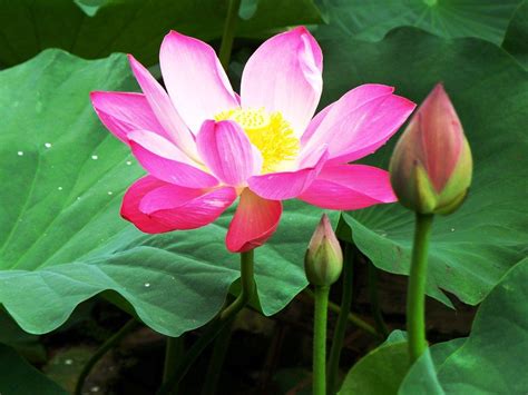 Terkeren 22 Gambar Bunga Teratai Dan Lotus Gambar Bunga Indah