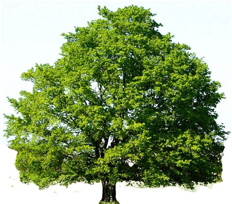 Oak Tree Png Download Image Png Arts Images And Photos Finder