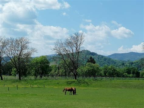 Two Brown Horses On Green Meadow Trees Sunny Day Blue Sky With White