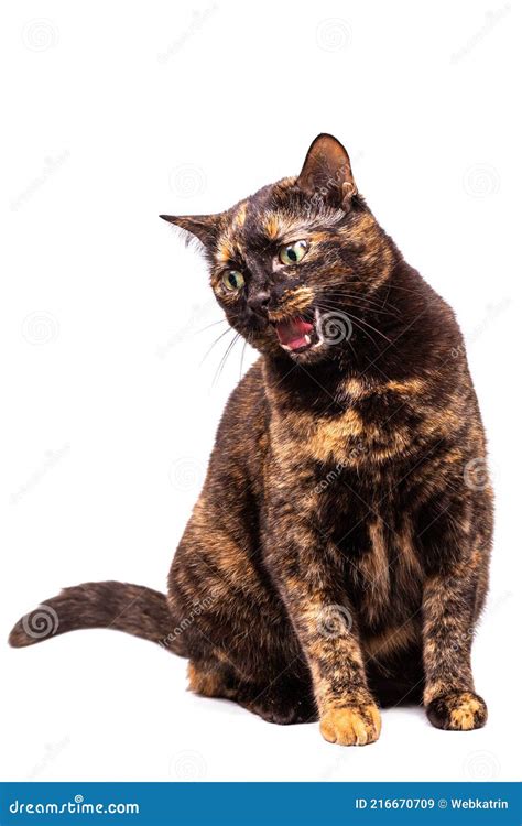 A Mottled Tortoiseshell Cat Sits And Licks Its Pink Tongue Stock Image
