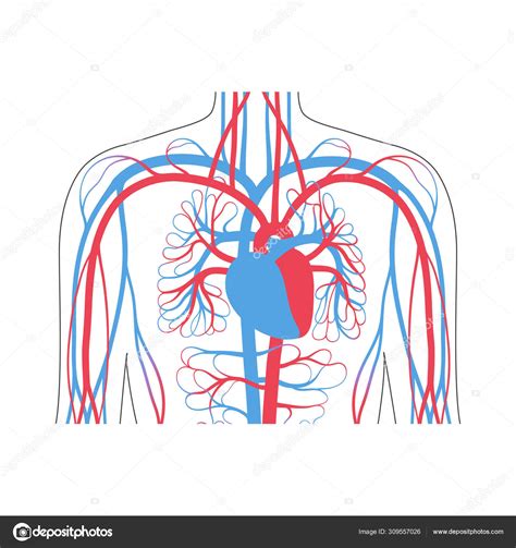 Anatom A Del Sistema Circulatorio Stock Vector By Pikovit The Best