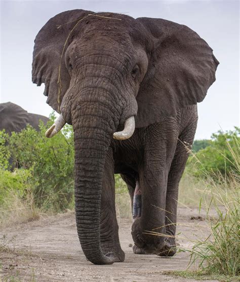 Male African Elephant African Bush Elephant African Elephant