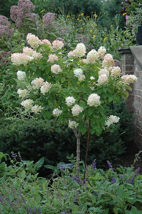 But we can do better. Limelight Hydrangea (tree form) | Calloway's Nursery