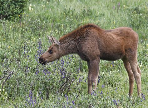 Maybe you would like to learn more about one of these? These Purple Things Smell Good | A moose calf pauses to ...