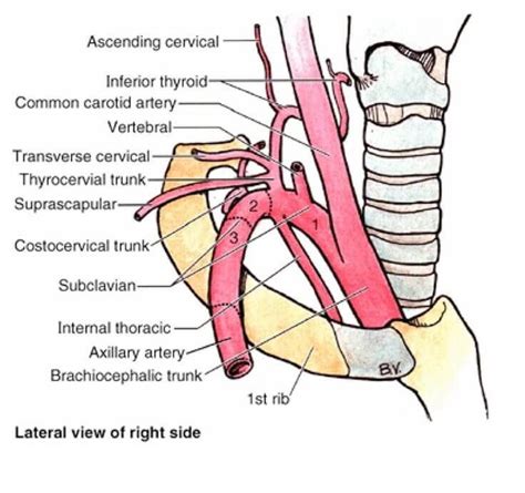 Branches Of Subclavian Artery Mnemonic