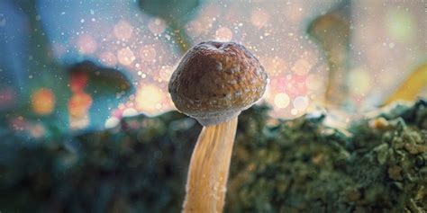 Everything You Need To Know About Magic Mushroom Substrates Zamnesia Blog