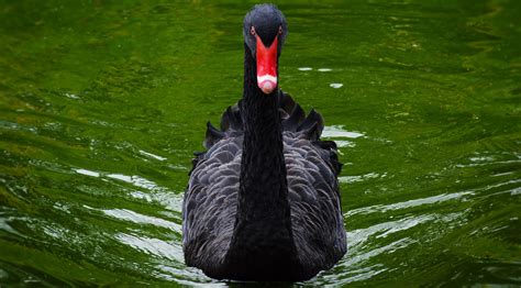 Black Swan Wallpapers Backgrounds
