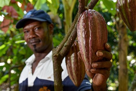 How Cocoa And Honeybees Are Helping Latin American Farmers Thrive