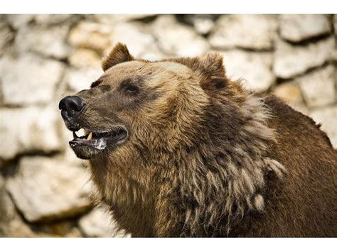 Кафява мечка напада добитък и пчелини. РИОСВ - Смолян призовава за ...