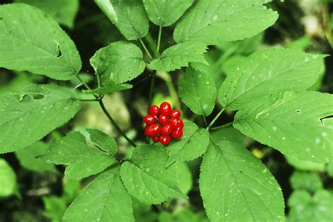 A Plan To Save Appalachias Wild Ginseng Wired