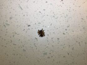 How may types of spiders are there? Spiders in Tennessee - Species & Pictures
