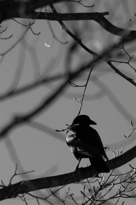 Fine Art Photography Crow Posing Ii By Cheshiremills Explore