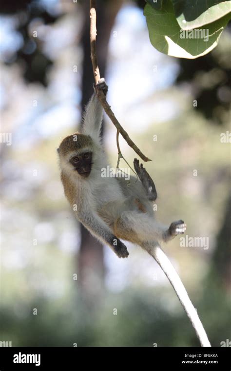 Monkey Hanging From Branch High Resolution Stock Photography And Images