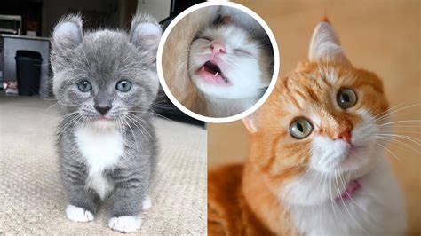 Funny And Cute Kitten Cute Kittens Doing Funny Things 20219 Youtube